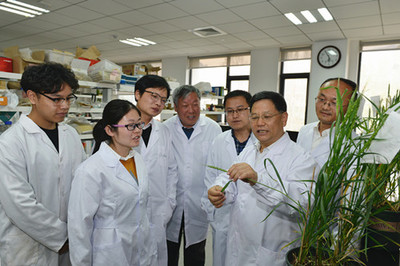 小麦抗赤霉病研究获重大突破 山东农业大学科研团队成果登顶《科学》